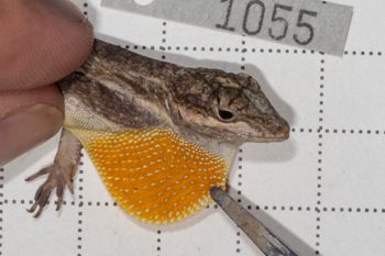 Media type: image;   Herpetology R-190589